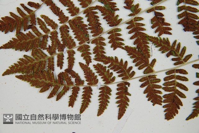 細裂羽節蕨藏品圖，第8張
