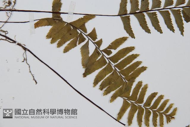 單邊鐵角蕨藏品圖，第5張