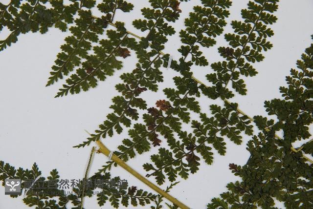 稀子蕨藏品圖，第5張