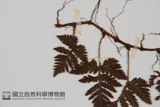 鱗葉陰石蕨藏品圖，第5張