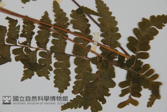 Accession Number:P001423 Collection Image, Figure 5, Total 5 Figures