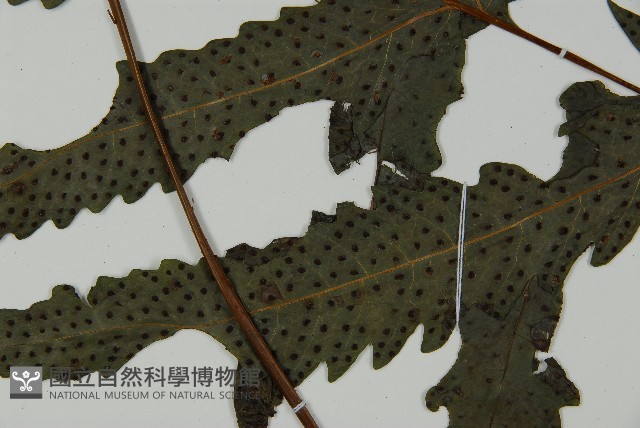 蛇脈三叉蕨藏品圖，第5張