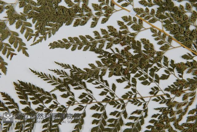 臺灣兩面複葉耳蕨藏品圖，第5張