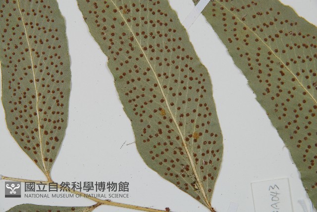 細齒貫眾蕨藏品圖，第5張