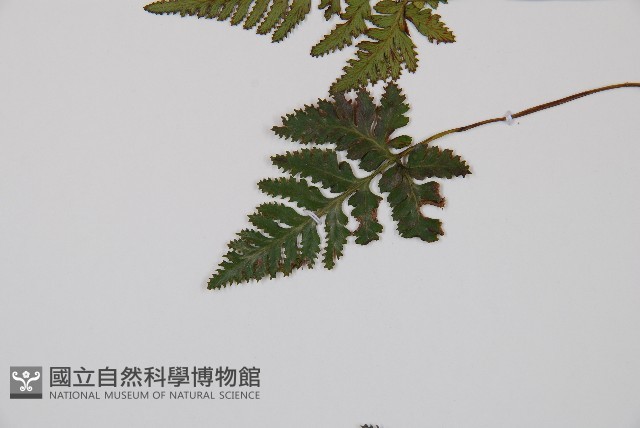 鱗葉陰石蕨藏品圖，第5張
