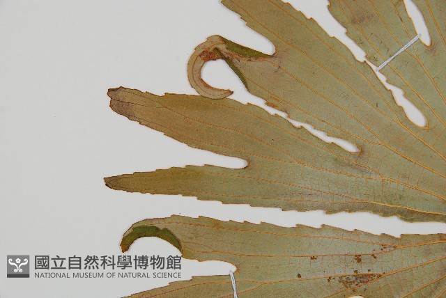 雙扇蕨藏品圖，第5張