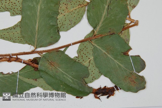 披針貫眾蕨藏品圖，第5張