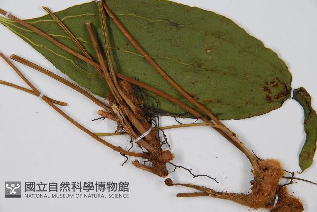 燕尾蕨藏品圖，第5張