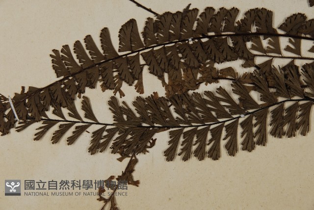 鞭葉鐵線蕨藏品圖，第5張