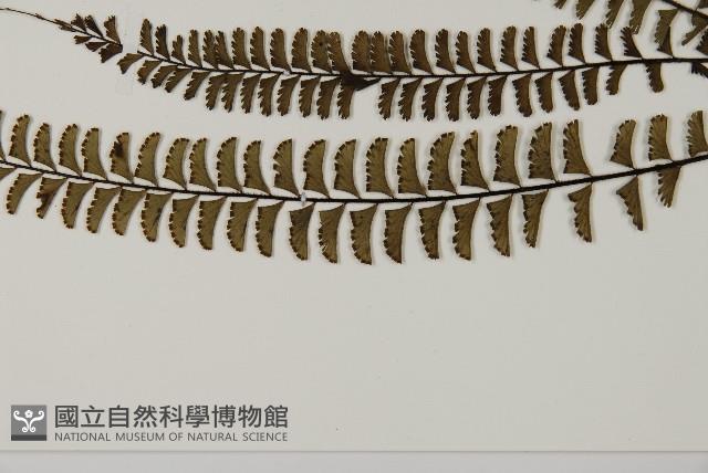 鞭葉鐵線蕨藏品圖，第5張