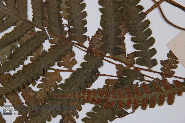 Accession Number:P005003 Collection Image, Figure 5, Total 5 Figures