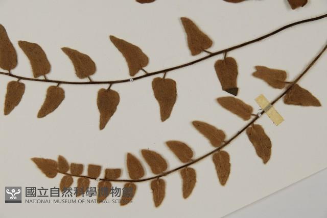 金毛裸蕨藏品圖，第5張