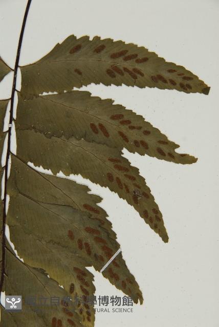 剪葉鐵角蕨藏品圖，第5張