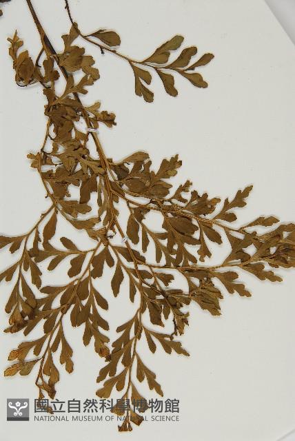 大黑柄鐵角蕨、黃鱗鐵角蕨、大羽鐵角蕨藏品圖，第5張