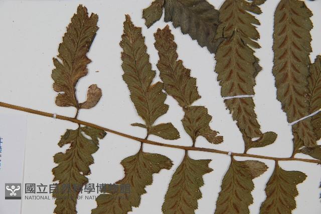 鋸齒雙蓋蕨、線葉雙蓋蕨、刺鱗雙蓋蕨藏品圖，第5張