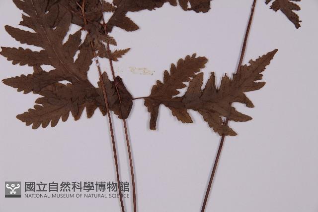 薄葉三叉蕨藏品圖，第5張