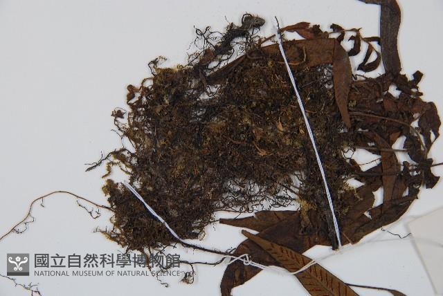 單葉雙蓋蕨藏品圖，第5張