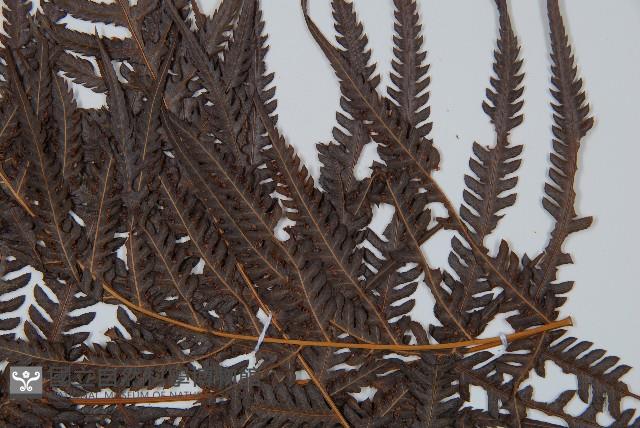 金狗毛蕨藏品圖，第4張