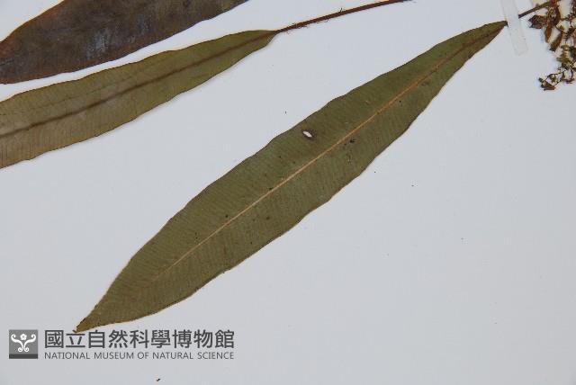 單葉雙蓋蕨藏品圖，第5張