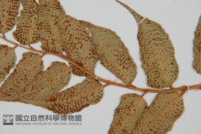 全緣貫眾蕨藏品圖，第4張