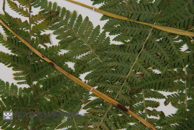 粗毛金星蕨藏品圖，第5張