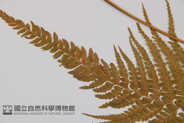 Accession Number:P002203 Collection Image, Figure 5, Total 5 Figures