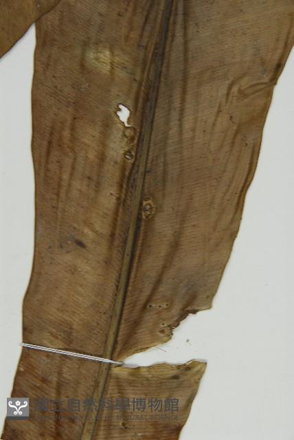 臺灣山蘇花藏品圖，第8張