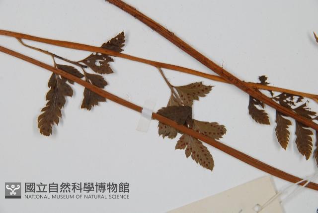 細葉複葉耳蕨藏品圖，第5張