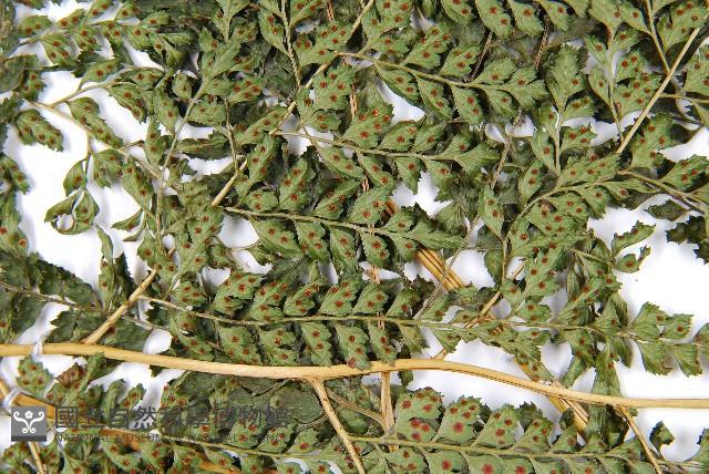 臺灣兩面複葉耳蕨藏品圖，第5張