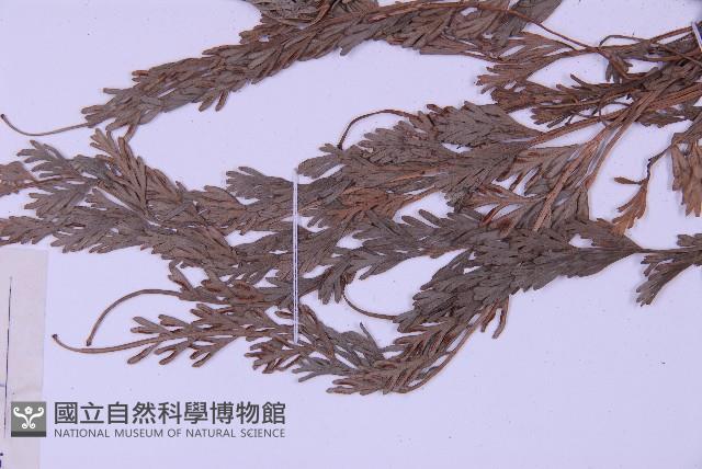 長生鐵角蕨藏品圖，第5張