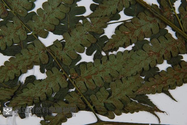 德氏雙蓋蕨藏品圖，第5張