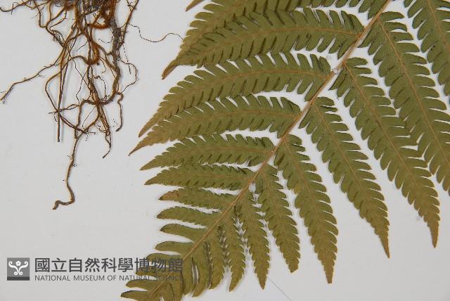 光葉鱗蓋蕨藏品圖，第5張