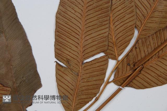 細柄雙蓋蕨藏品圖，第5張