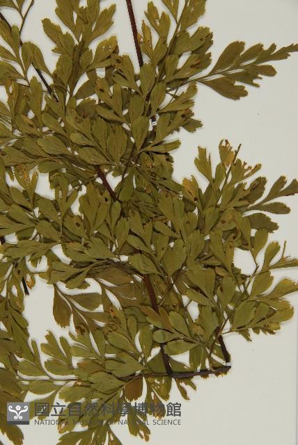 大黑柄鐵角蕨、黃鱗鐵角蕨、大羽鐵角蕨藏品圖，第5張