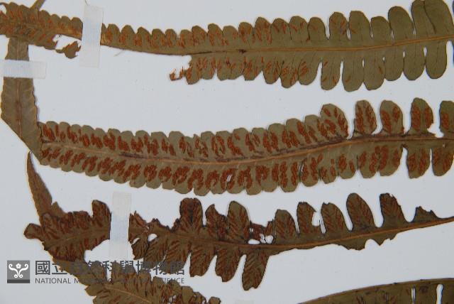 裂葉雙蓋蕨藏品圖，第5張