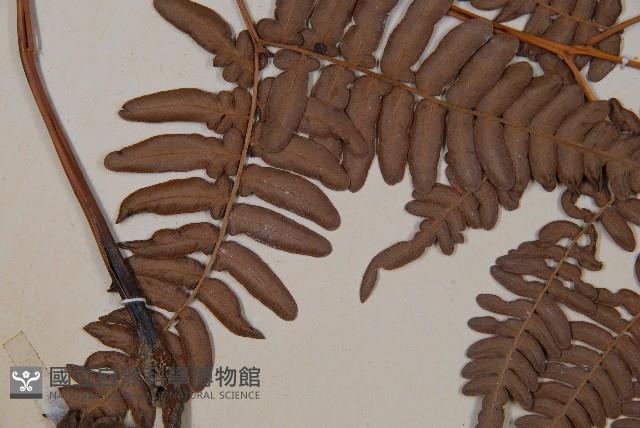 蕨藏品圖，第5張