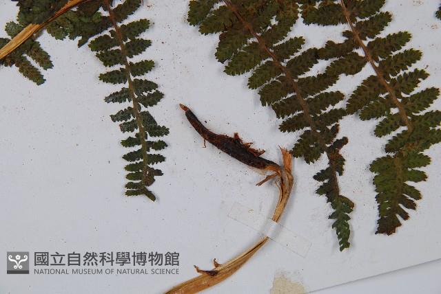 希陶蹄蓋蕨藏品圖，第5張