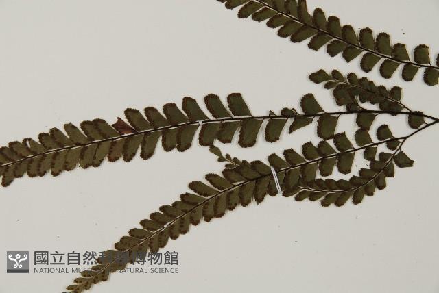 毛葉鐵線蕨藏品圖，第5張