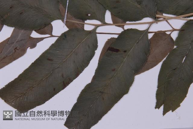 登錄號:P004013藏品圖，第8張