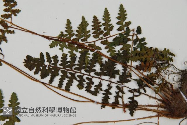 宿蹄蓋蕨藏品圖，第4張