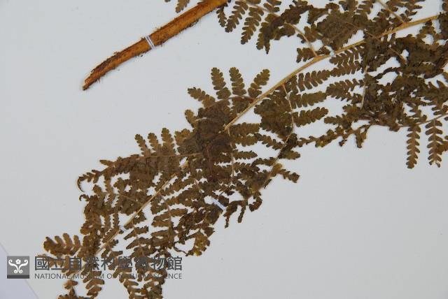 華南鱗蓋蕨藏品圖，第5張