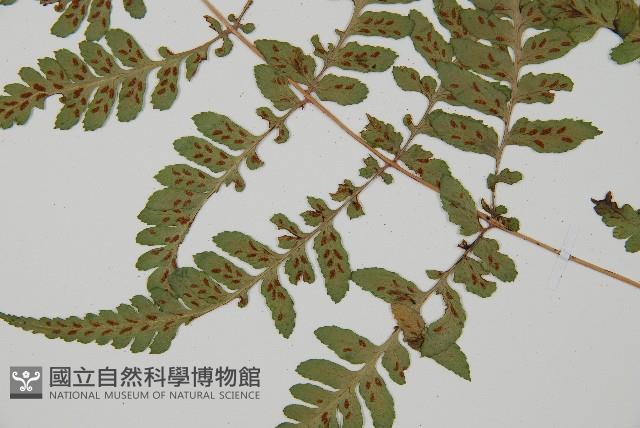 阿里山蹄蓋蕨藏品圖，第5張
