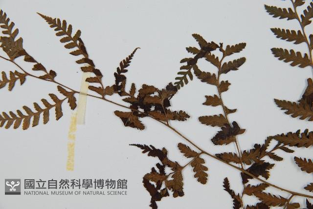 川上氏雙蓋蕨藏品圖，第5張