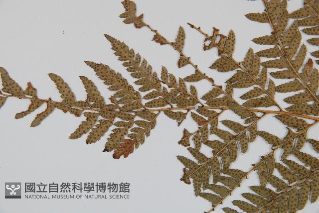 細葉複葉耳蕨藏品圖，第5張