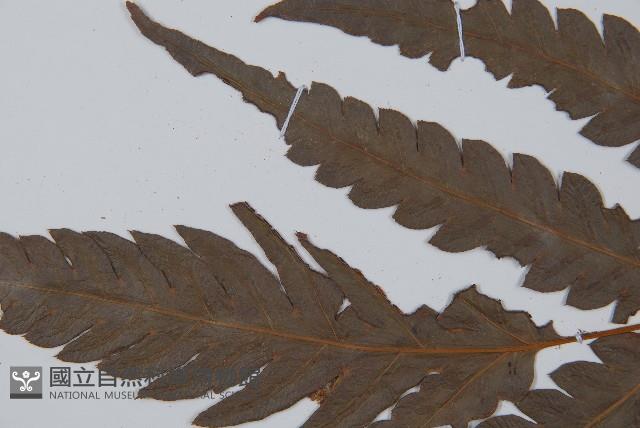 日本狗脊蕨藏品圖，第5張