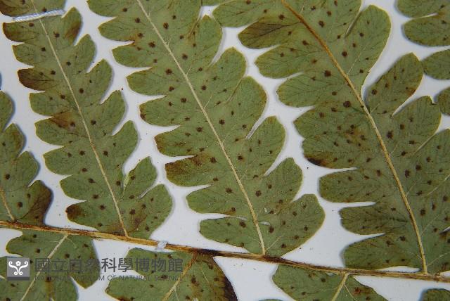 東亞假鱗毛蕨藏品圖，第5張