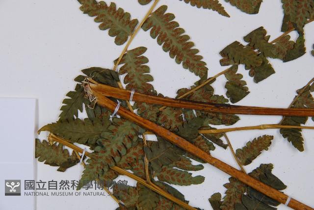 登錄號:P006313藏品圖，第4張