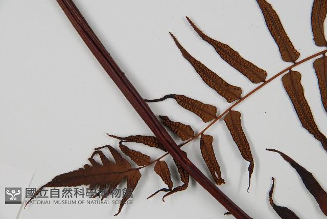 黑桫蕨藏品圖，第5張