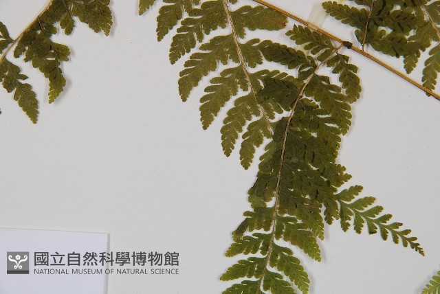 刺柄碗蕨藏品圖，第5張