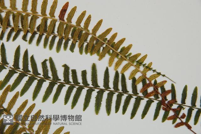 岩穴蕨藏品圖，第5張